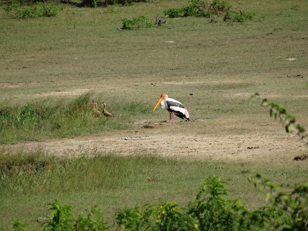 6C Yala, Nat park _DSC00789