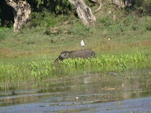 6C Yala, Nat park _DSC00792