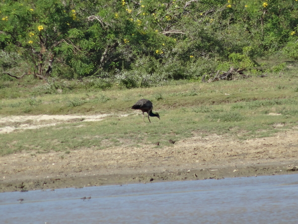 6C Yala, Nat park _DSC00796