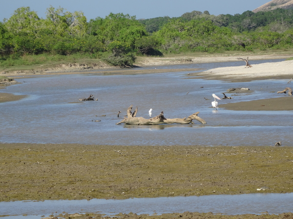 6C Yala, Nat park _DSC00797