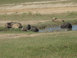 6C Yala, Nat park _DSC00798