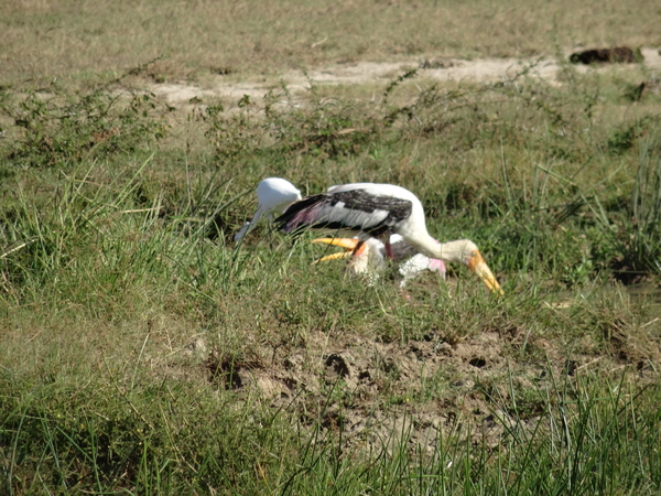 6C Yala, Nat park _DSC00799