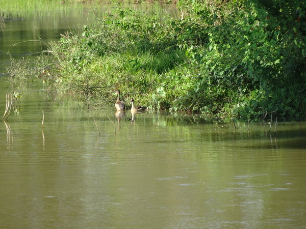 6C Yala, Nat park _DSC00803