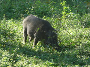 6C Yala, Nat park _DSC00812