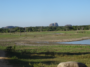 6C Yala, Nat park _DSC00816