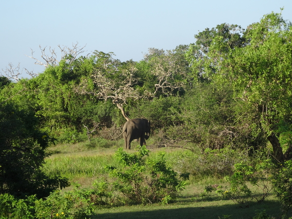 6C Yala, Nat park _DSC00818