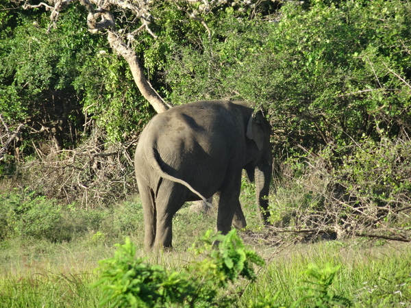 6C Yala, Nat park _DSC00819