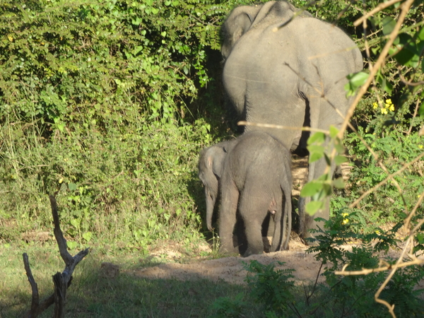 6C Yala, Nat park _DSC00827