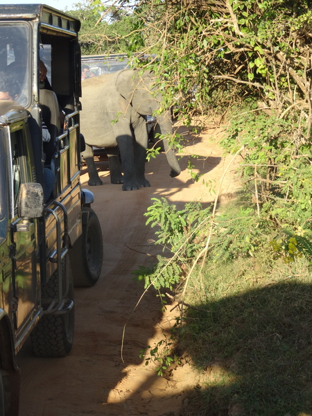 6C Yala, Nat park _DSC00828