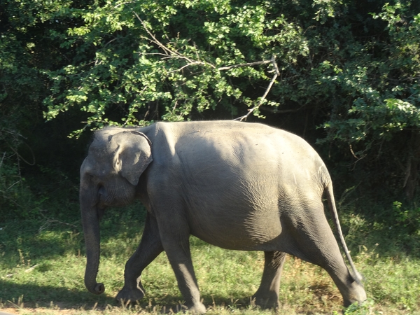 6C Yala, Nat park _DSC00832