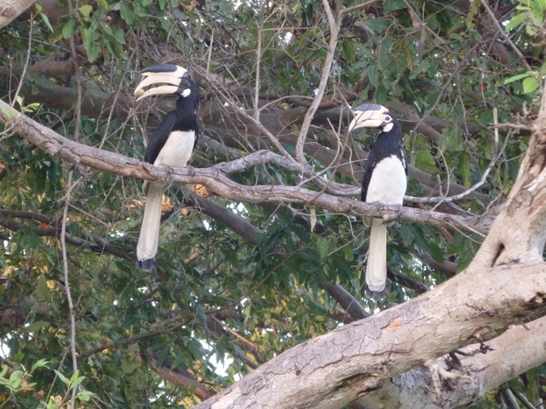 6C Yala, Nat park _DSC00835-WA0007