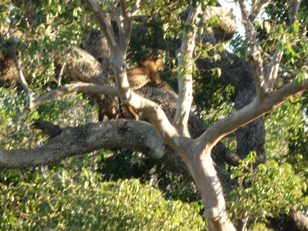 6C Yala, Nat park _DSC00838 A-WA0001