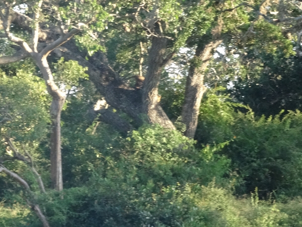 6C Yala, Nat park _DSC00839