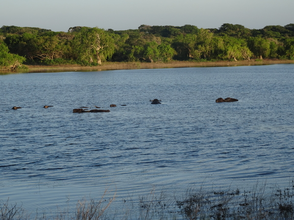 6C Yala, Nat park _DSC00840