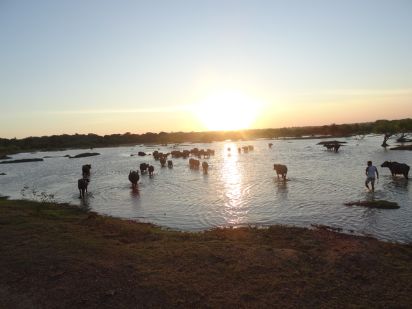 6C Yala, Nat park _DSC00847