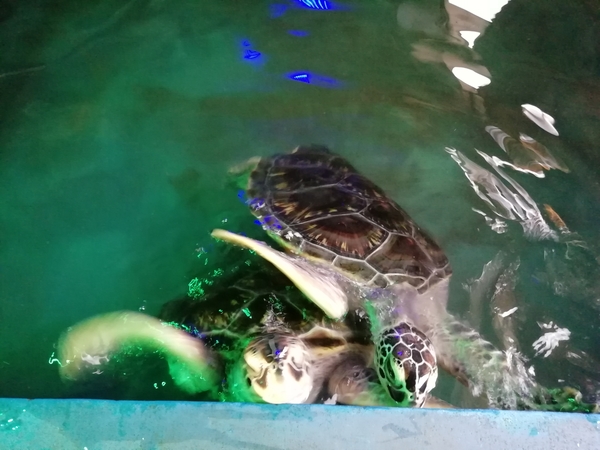 8C Mount Lavinia, schildpadden _IMG_20200204_173115