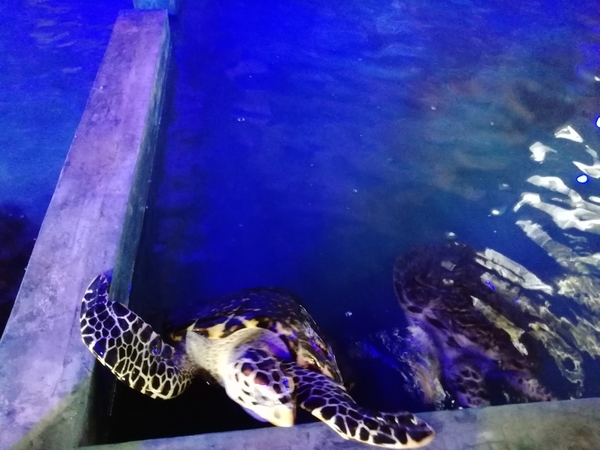 8C Mount Lavinia, schildpadden _IMG_20200204_173256