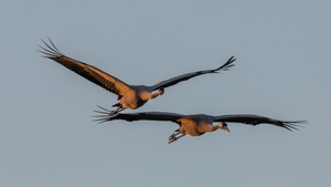 two_cranes__grus_grus__flying_in_the_early_morning_sun