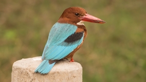 white-throated_kingfisher_in_ludhiana_disctrict__punjab__india_09
