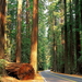 grote-boom-redwood-woud-herfst-landschap-achtergrond