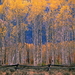 herfst-landschap-noordelijk-hardhoutbos-berk-schilderen-achtergro