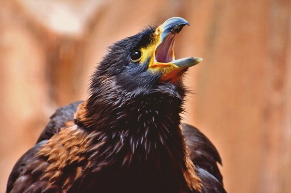 Buizerd