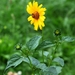 a_yellow_flower_under_rain
