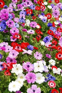 mixed_flowers_at_akashi_kaikyo_national_government_park