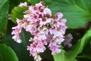 DE LENTE WAAIER .