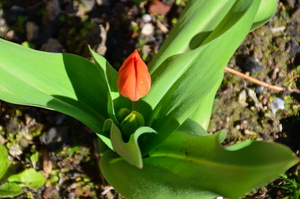 LENTE MOZAIEK .....