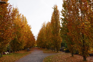 Herfst-Oud Kerkhof-Roeselare