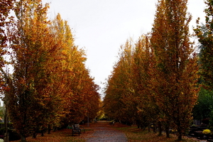 Herfst-Oud Kerkhof-Roeselare