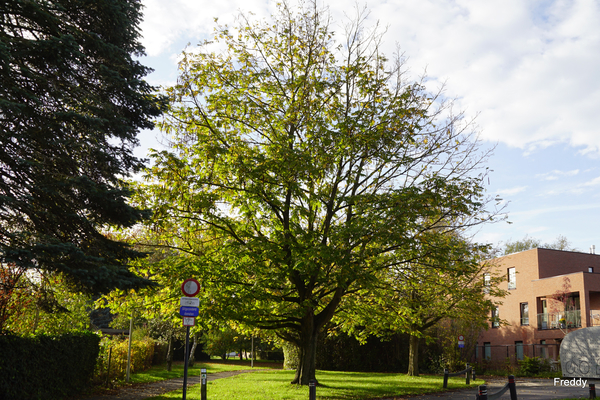 Roeselare-Stadspark-28-10-2022