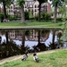 Wilde Eenden