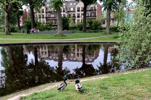 Wilde Eenden