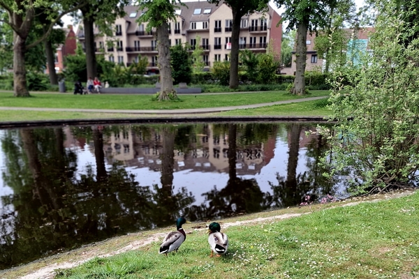 Wilde Eenden