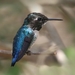 bee_hummingbird__mellisuga_helenae__adult_male_non-breeding