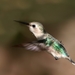 bee_hummingbird__mellisuga_helenae__female_in_flight