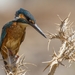 common_kingfisher_on_thorns
