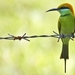 green_bee-eater_-_merops_orientalis