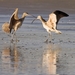 long_billed_curlews_courting