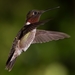 male_ruby-throated_hummingbird_hovering