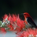 scarlet-honeyeater-bird-red-feathers