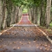 woodland-road-falling-leaf-natural-38537
