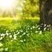 spring-tree-flowers-meadow-60006