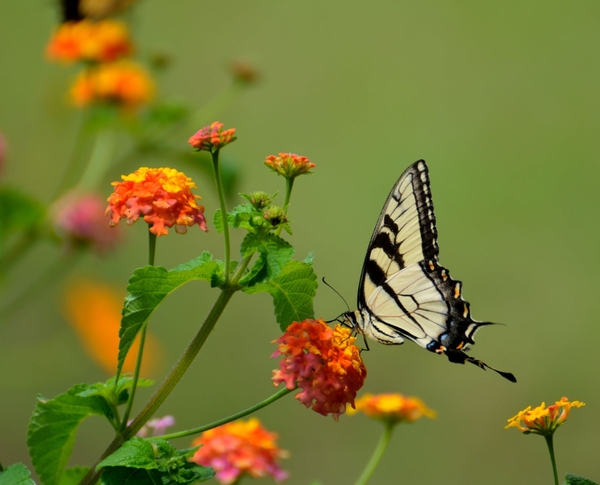 swallow-tail-butterfly-insect-black-158617