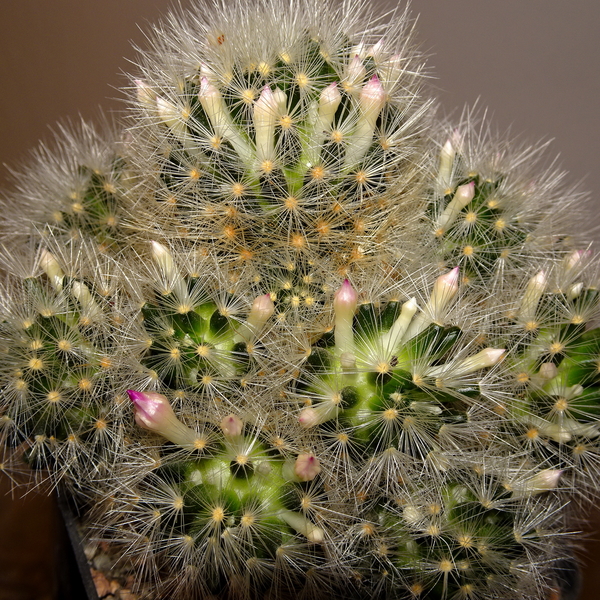 DSC03291Mammillaria lauii ssp. dasyacantha