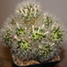 DSC03290Mammillaria lauii ssp. dasyacantha