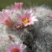 DSC04558Mammillaria glassii ssp.ascensionis v. nominis-dulcis