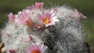 DSC04558Mammillaria glassii ssp.ascensionis v. nominis-dulcis